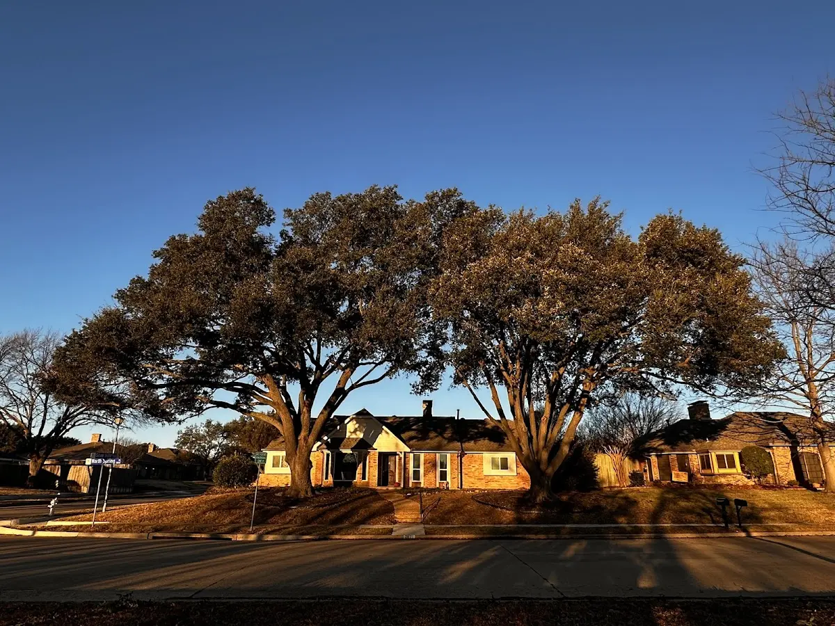 Established residential canopy tree shading a home in Sunbright